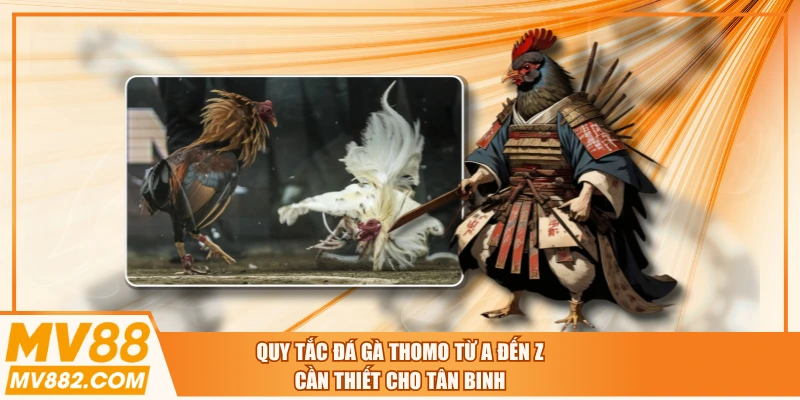 Quy Tắc Đá Gà Thomo Từ A Đến Z Cần Thiết Cho Tân Binh